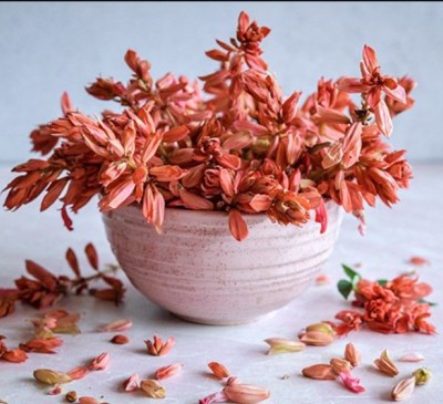  Salvia Salmon